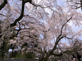 徒然日誌 京都の壁紙 27 醍醐寺の桜 Part2